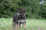 BERGER ALLEMAND 1194